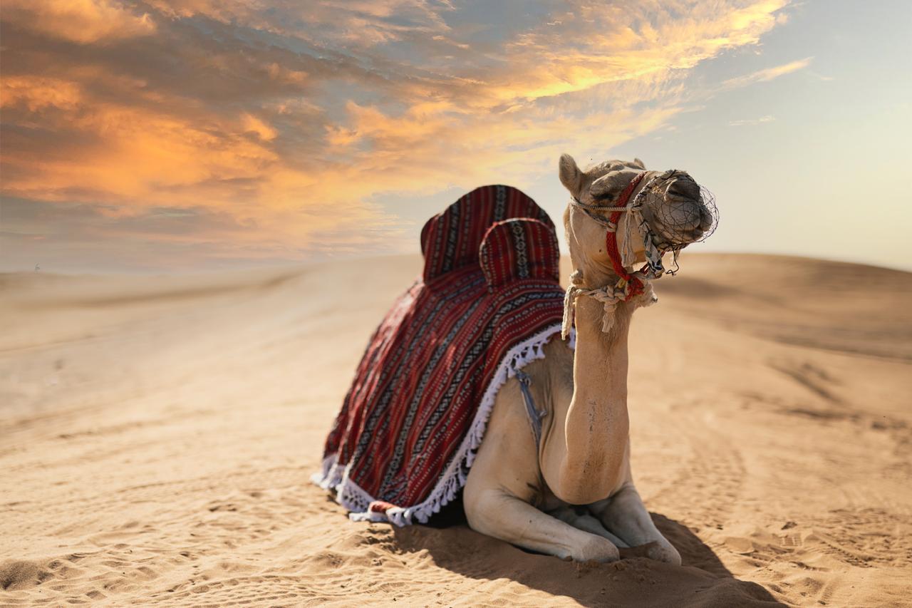 Desert Safari Dubai