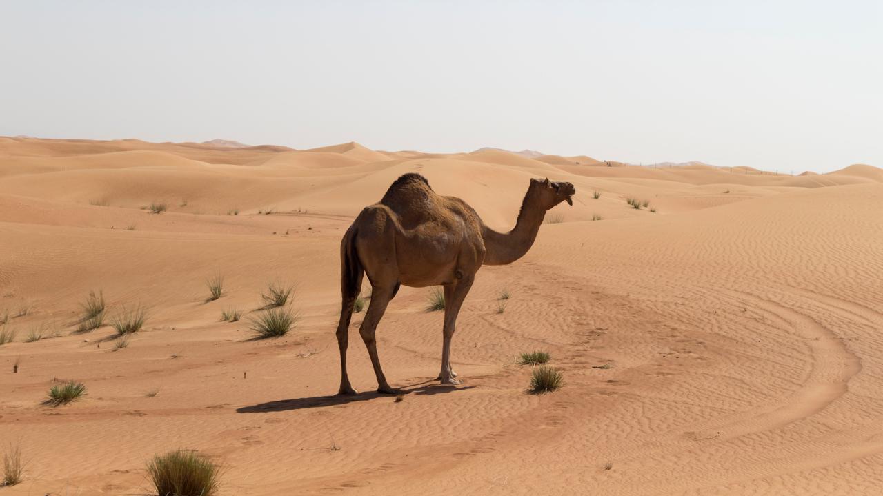 Desert Safari Dubai